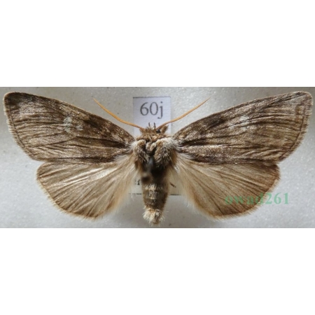 Tethea or (Denis & Schiffermüller, 1775) Falica or Czech60j